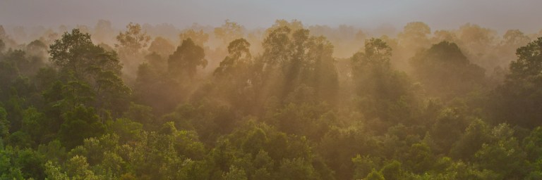 Borneo Biodiversity