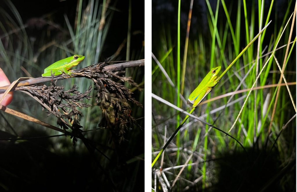 frog on a branch
