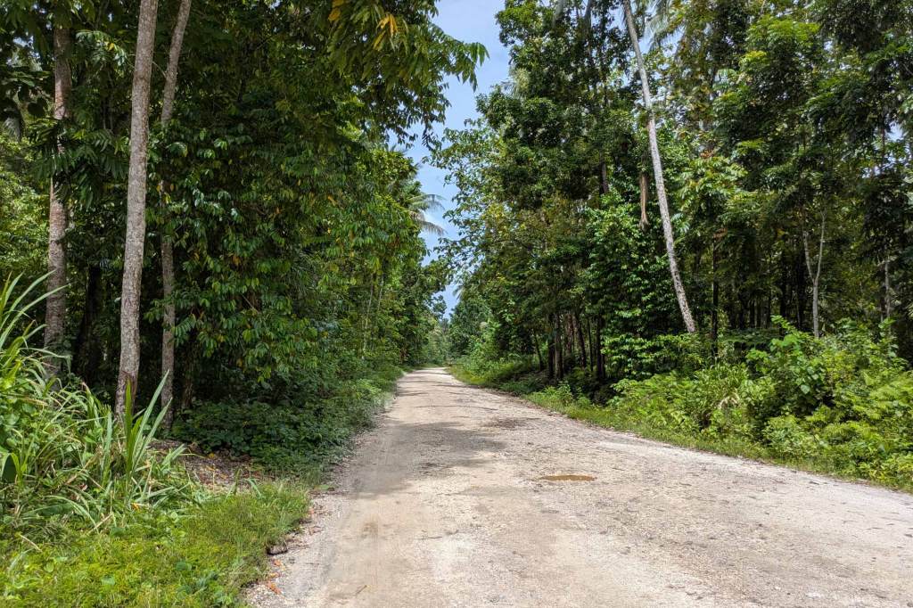 Unsealed rural road in the Solomon Islands surrounded by dense vegetation and trees